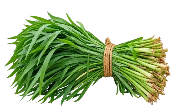 घास